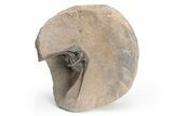 Kettneraspis Trilobite With Long Occipital - Lghaft, Morocco #226056-3